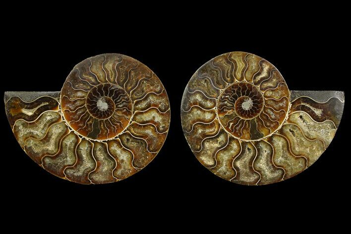 Agate Replaced Ammonite Fossil - Madagascar #169012